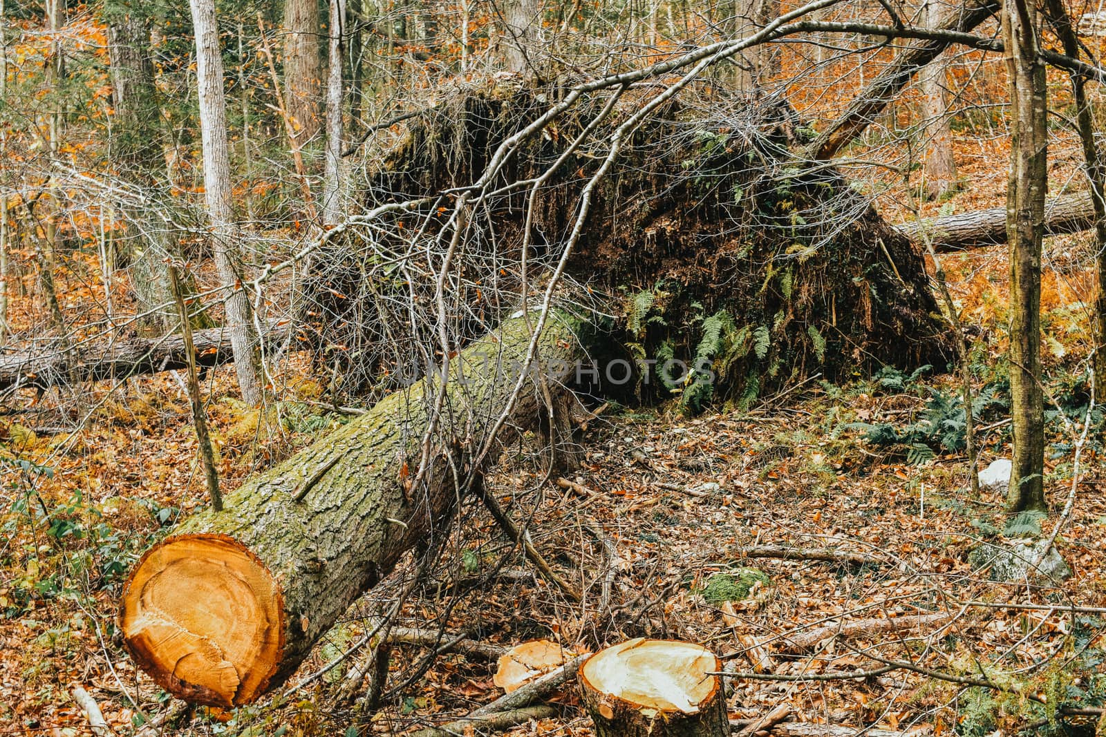 A Large Fallen Tree With Its Roots Pulled Up by bju12290