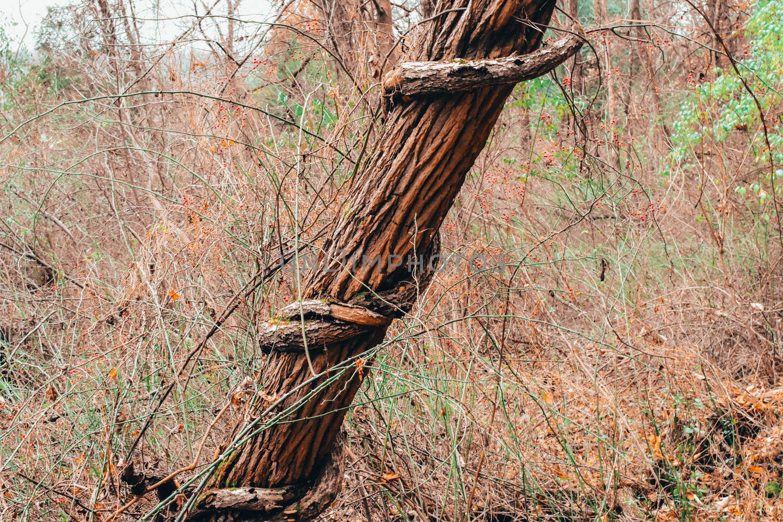 A Tree With a Dead Vine Wrapped Tightly Around It by bju12290