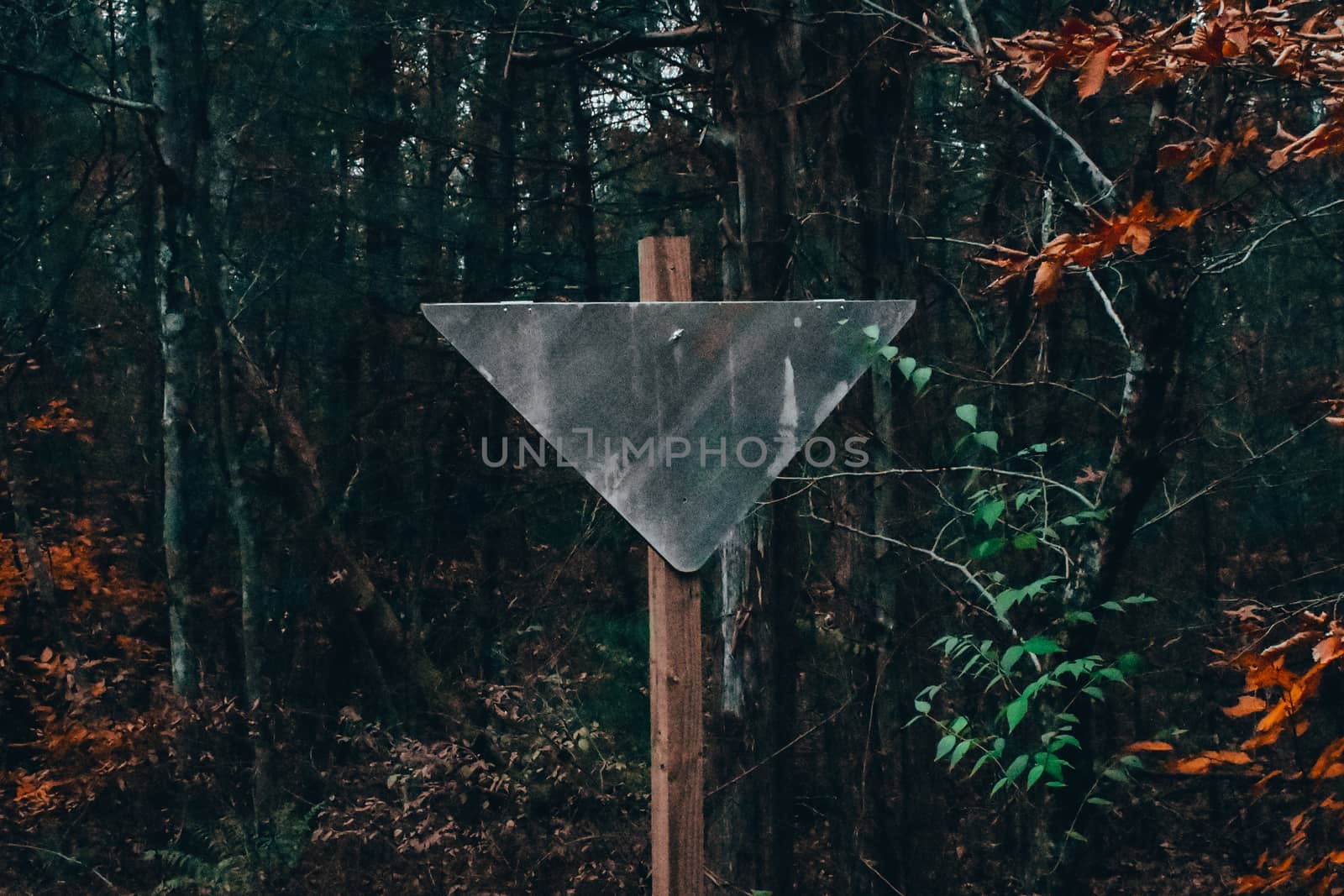 An Old Blank Metal Sign in a Dead Autumn Forest