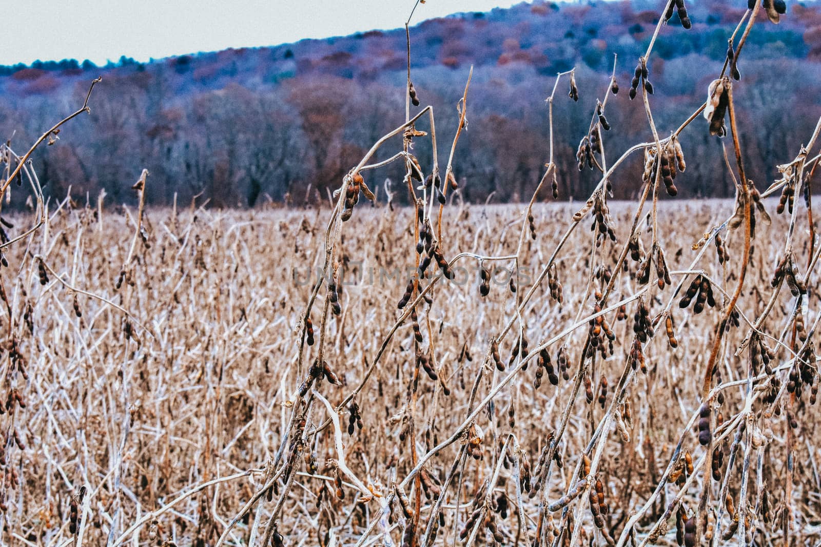 A Dead Crop Field in Winter With A Mountain of Trees in the Back by bju12290