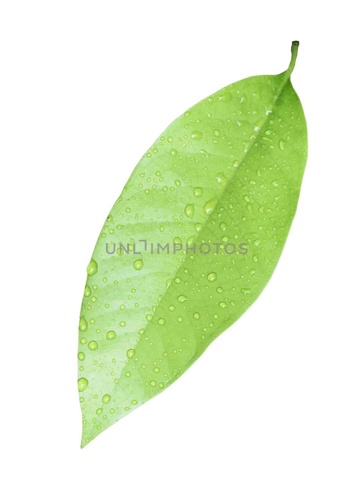 Green leaf with water drop on white with clipping path by stoonn