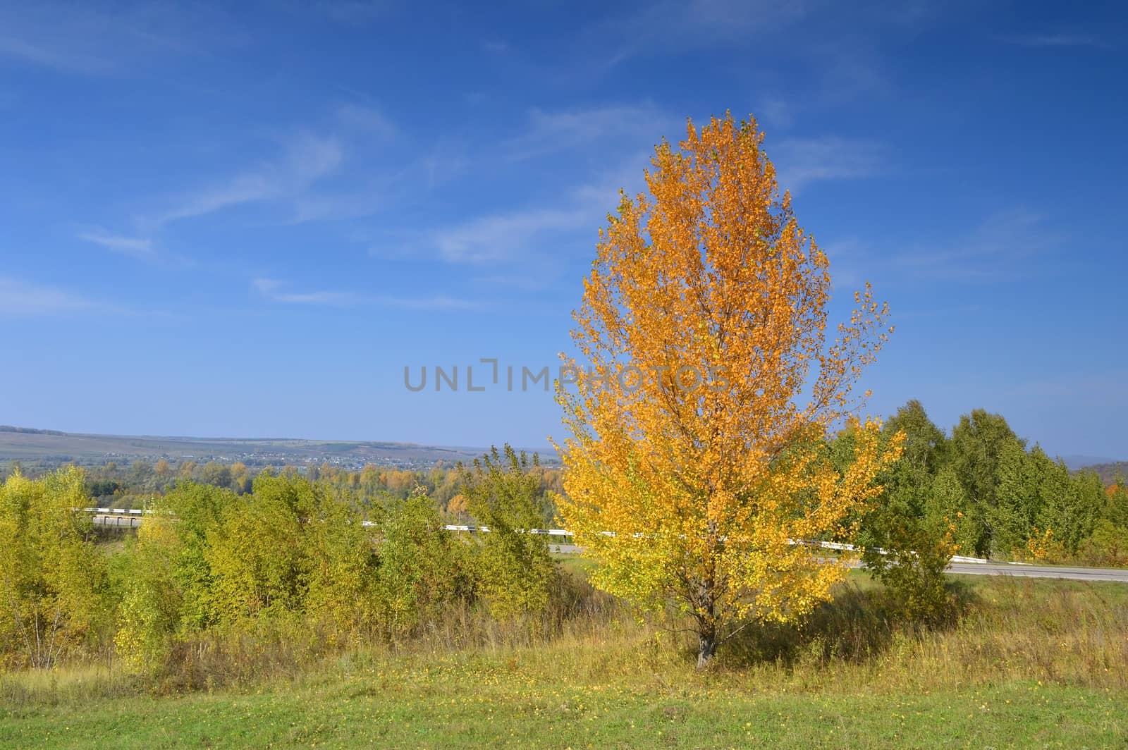 summer rural landscape with plants