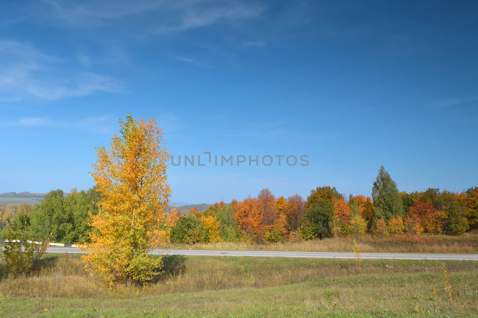 Summer landscape with forest on mountain