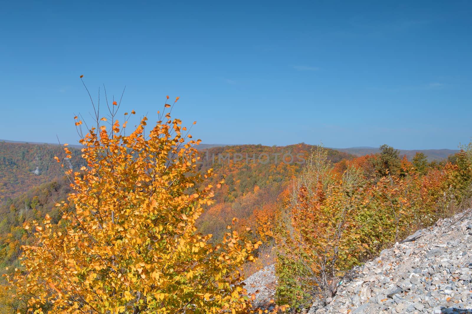 Autumn landscape, tree over mountains