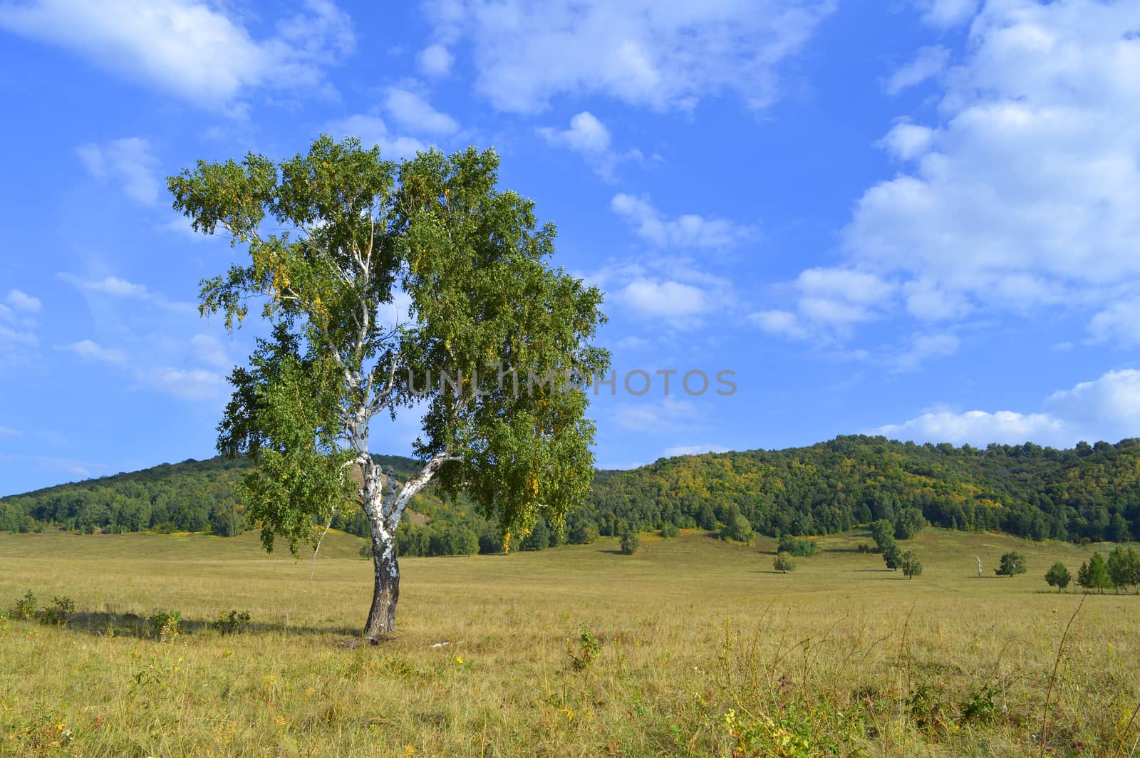 birch on a background of mountain forests by sergpet