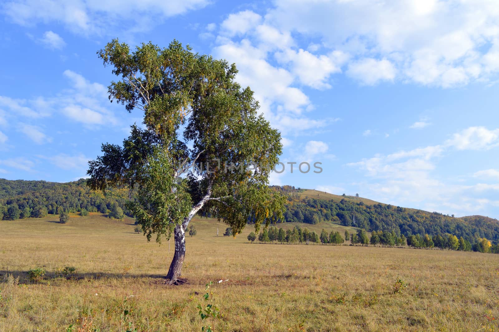 birch on a background of mountain forests