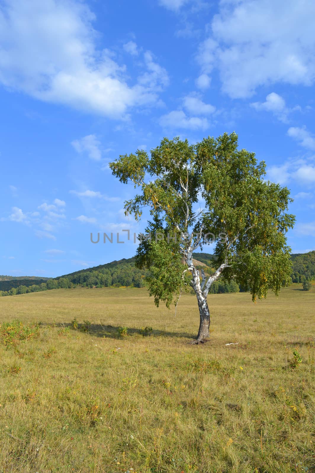 birch on a background of mountain forests by sergpet