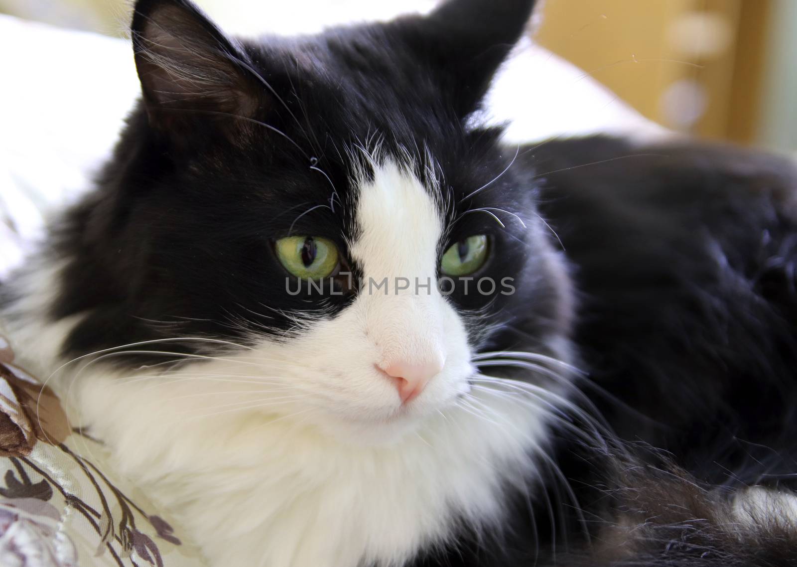 beautiful black and white cat, shallow dof