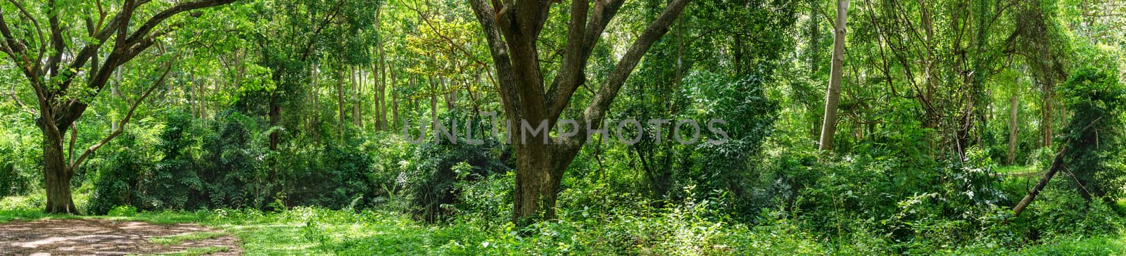 Panoramic Tropical rain forest jungle in Thailand by stoonn