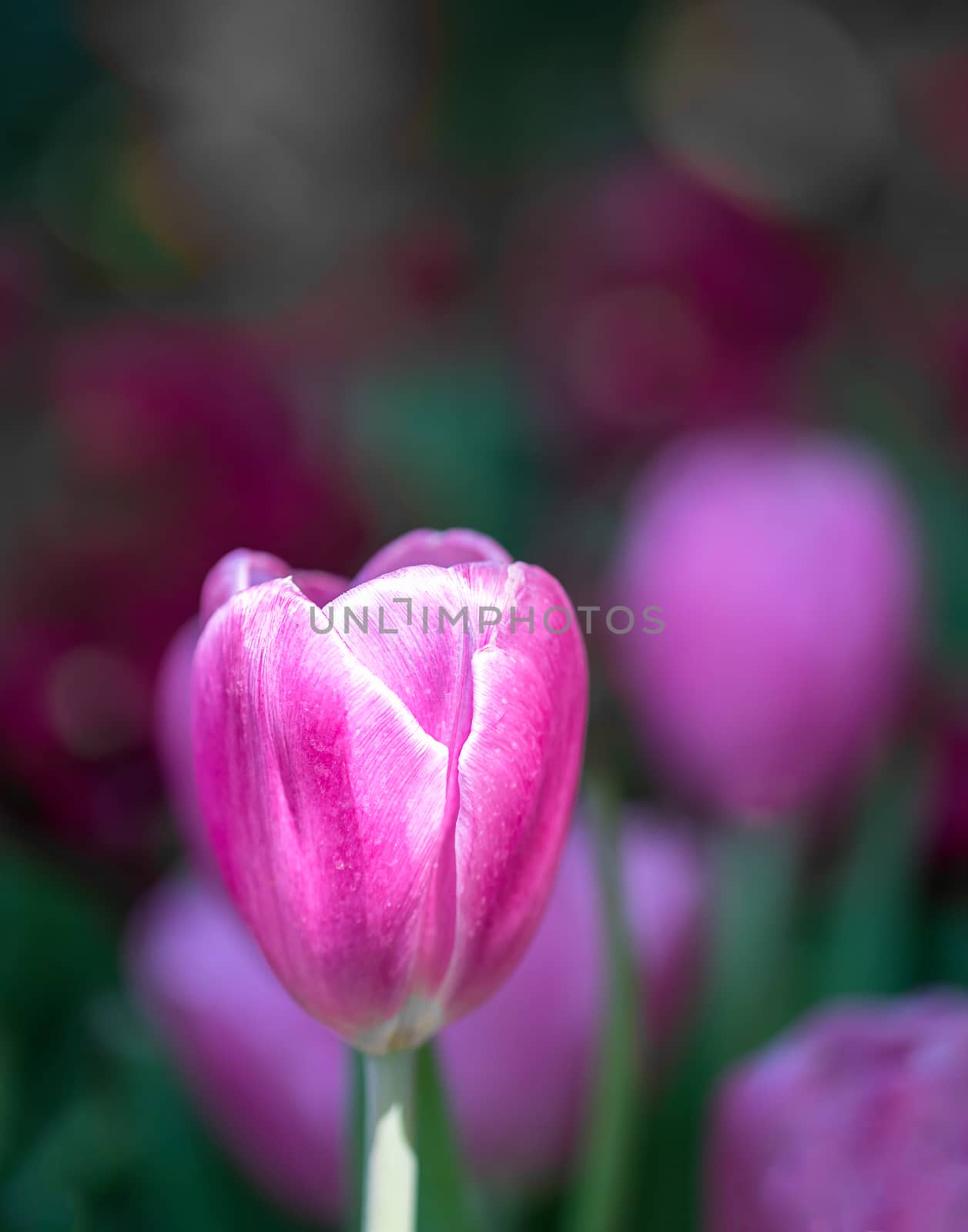 Close up purple tulips blooming in the flower garden