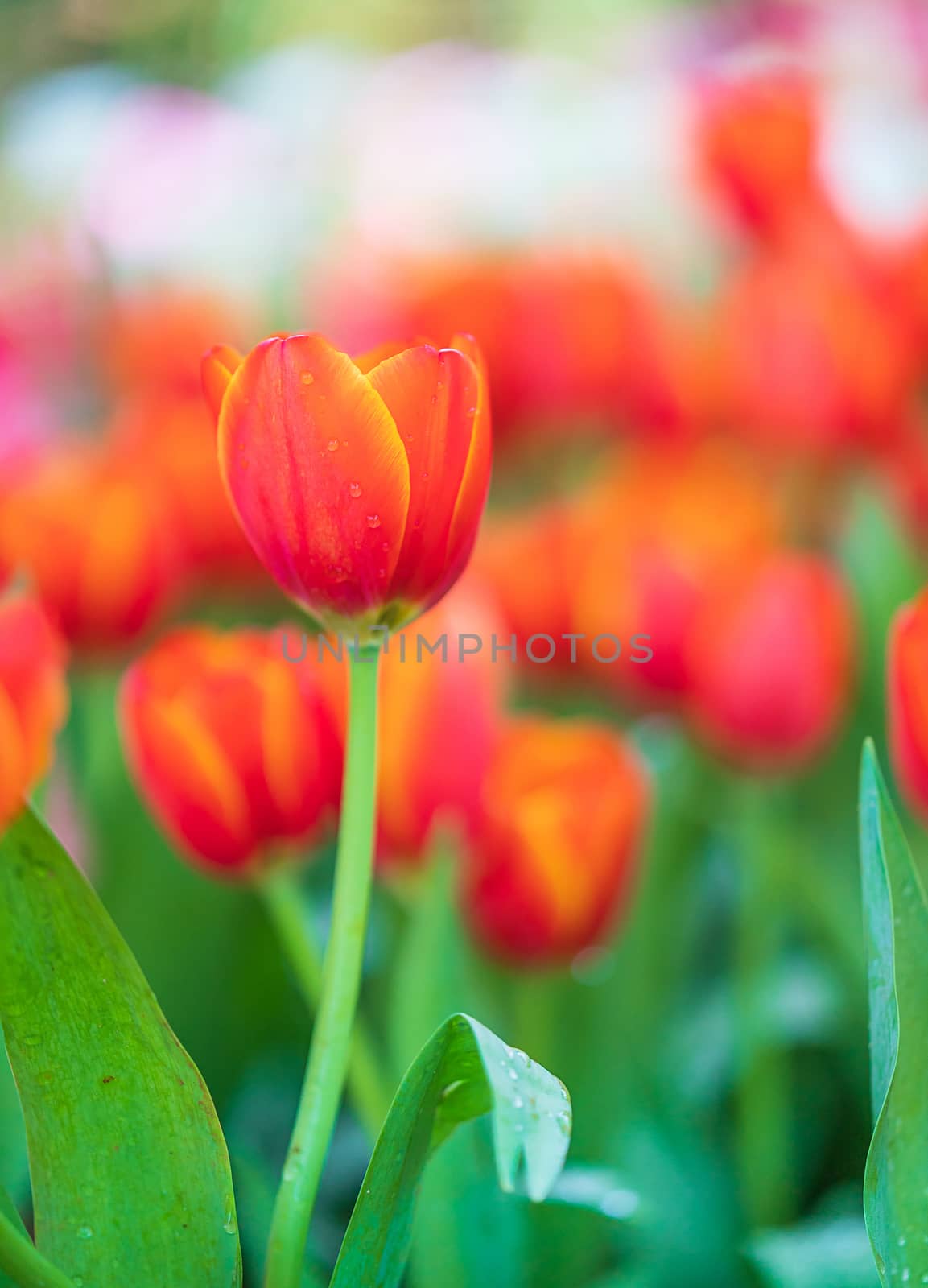 Close up red tulips blooming in the flower garden