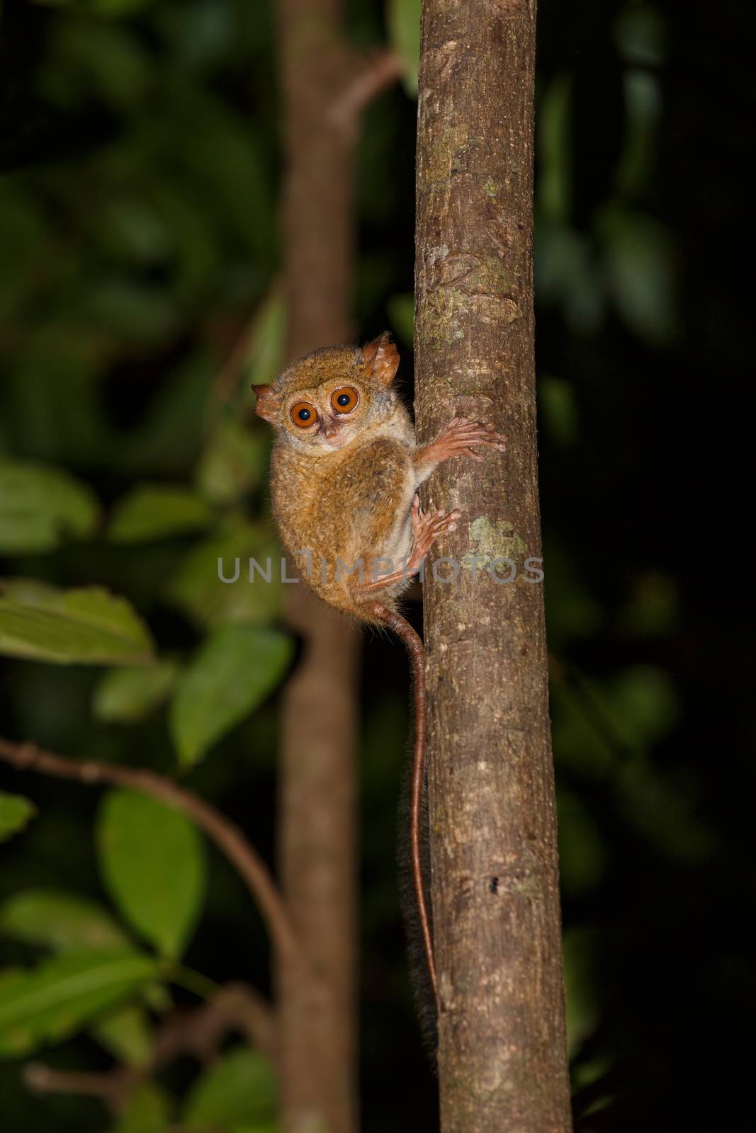 very rare and endemic Spectral Tarsier, Tarsius spectrum,Tangkoko National Park, Sulawesi, the worlds smallest primate, Indonesia wildlife