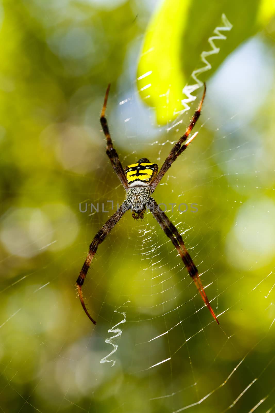 Argiope aemula is a species of spider in the family Araneidae, Tangkoko National Park, North Sulawesi, Indonesia wildlife