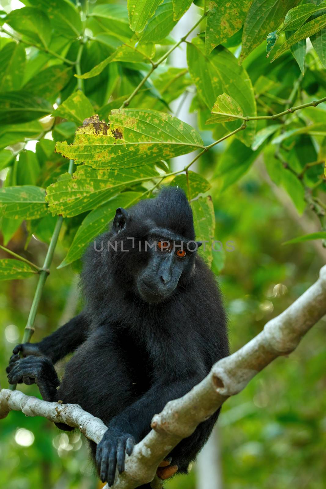 cute baby of endemic monkey Celebes crested macaque known as black monkey (Macaca nigra) in rainforest, Tangkoko Nature Reserve in North Sulawesi, Indonesia wildlife