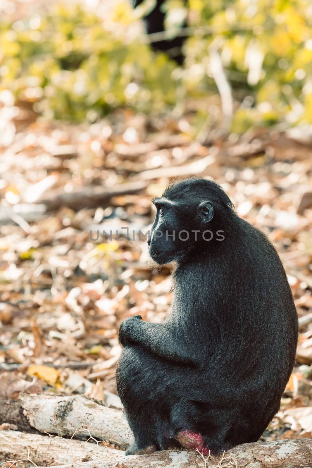 Celebes crested macaque, Sulawesi, Indonesia wildlife by artush