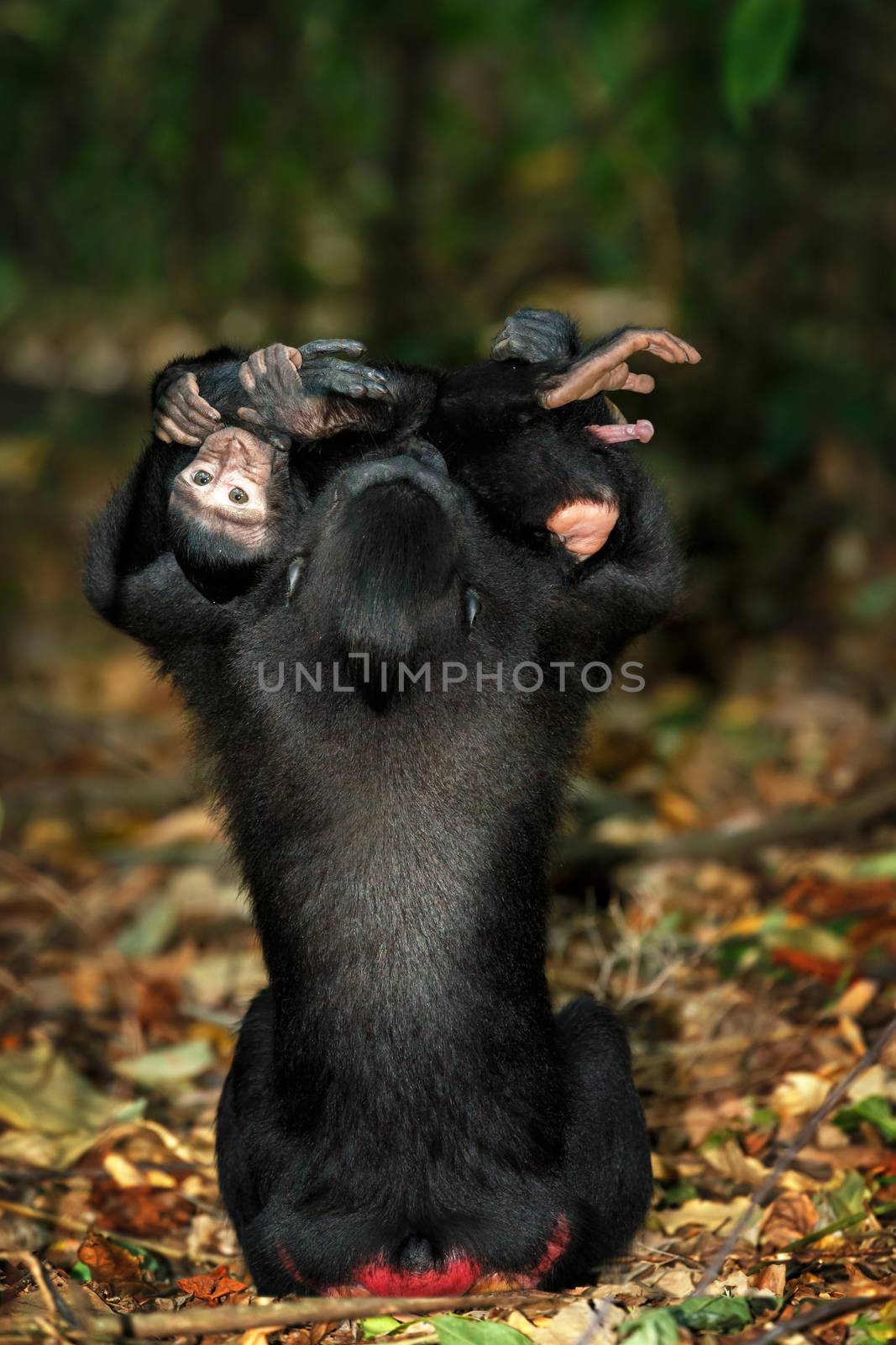 Young baby with mother, endemic monkey Celebes crested macaque known as black monkey (Macaca nigra) in rainforest, Tangkoko Nature Reserve in North Sulawesi, Indonesia wildlife