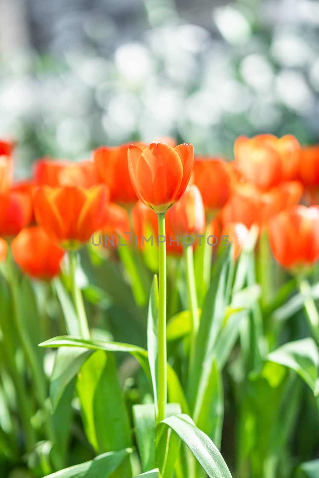 Close up red tulips blooming in the flower park garden