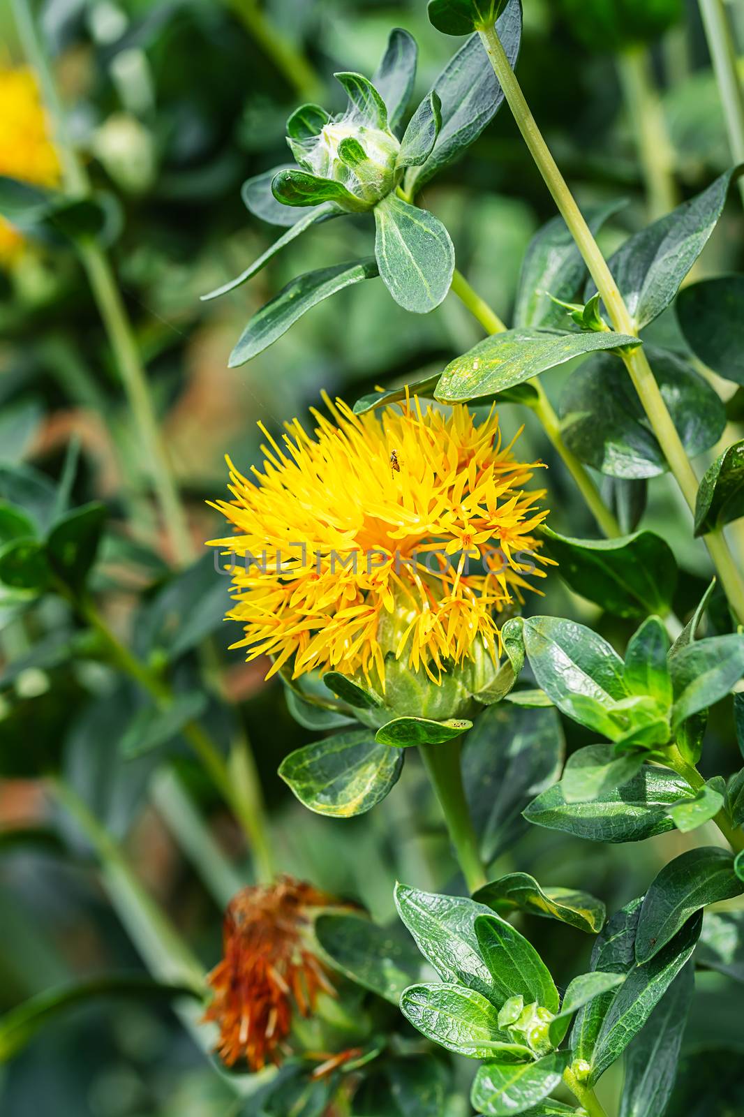 Safflower flowers in a field by stoonn