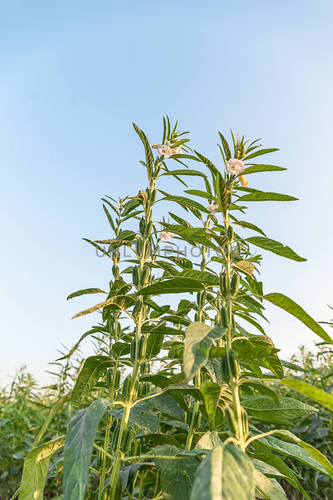 Farmland in the growth of sesame on tree in sesame plants