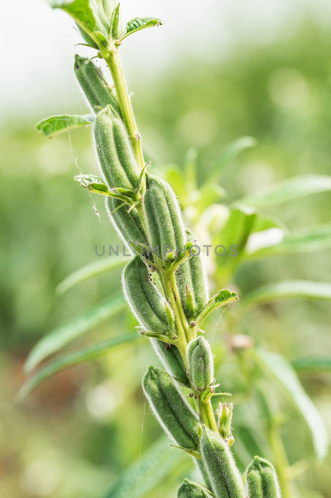 Sesame seed flower on tree in field by stoonn