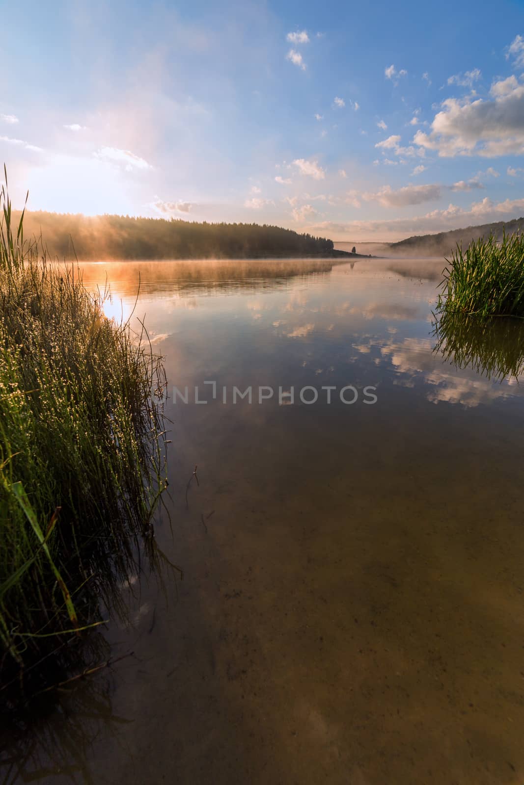 foggy lakeside at summer sunrise with tall grass in foreground with selective focus