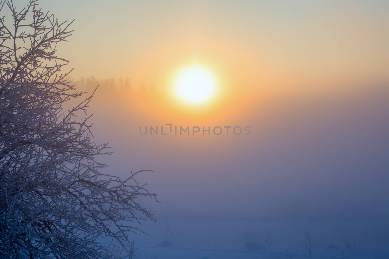 frosty dark branches selective focus dlur tone background