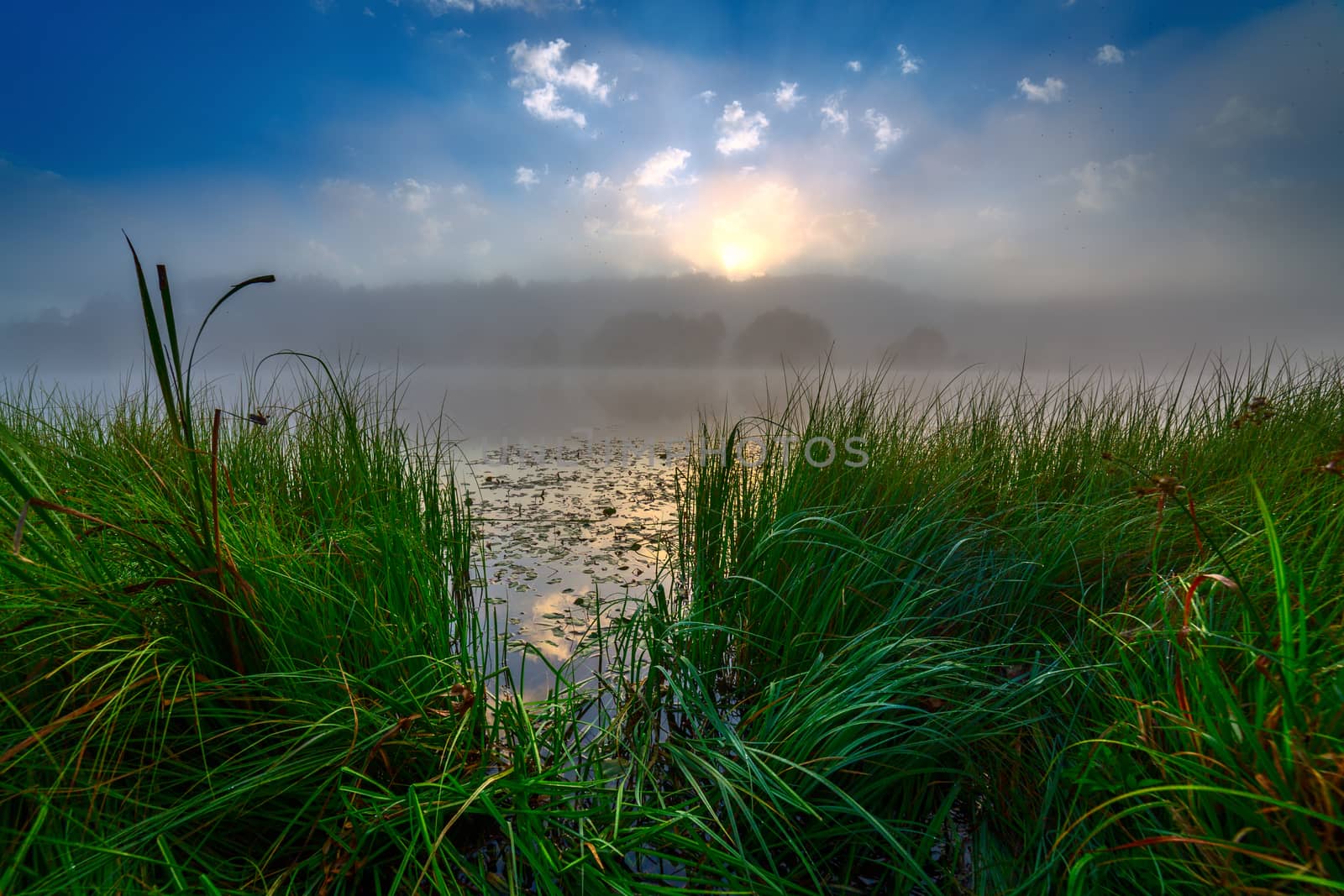 foggy flatland riverside at summer sunrise with tall grass in foreground