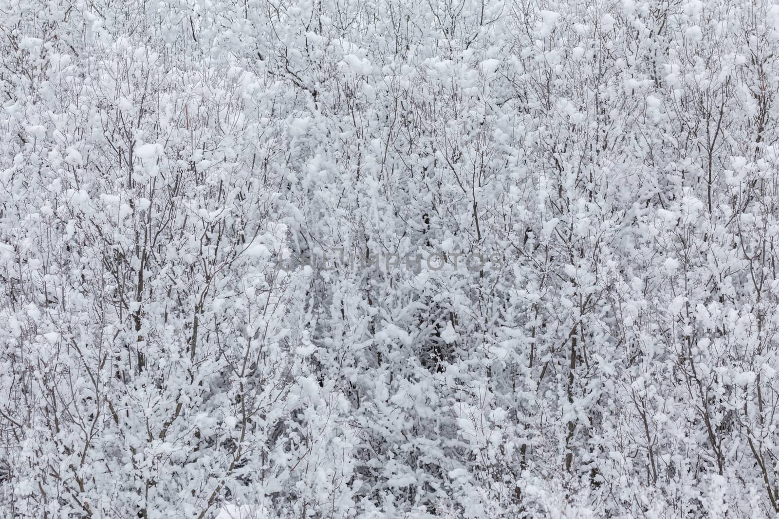 Snowy branches with selective focus. Abstract winter background in cloudy daylight.