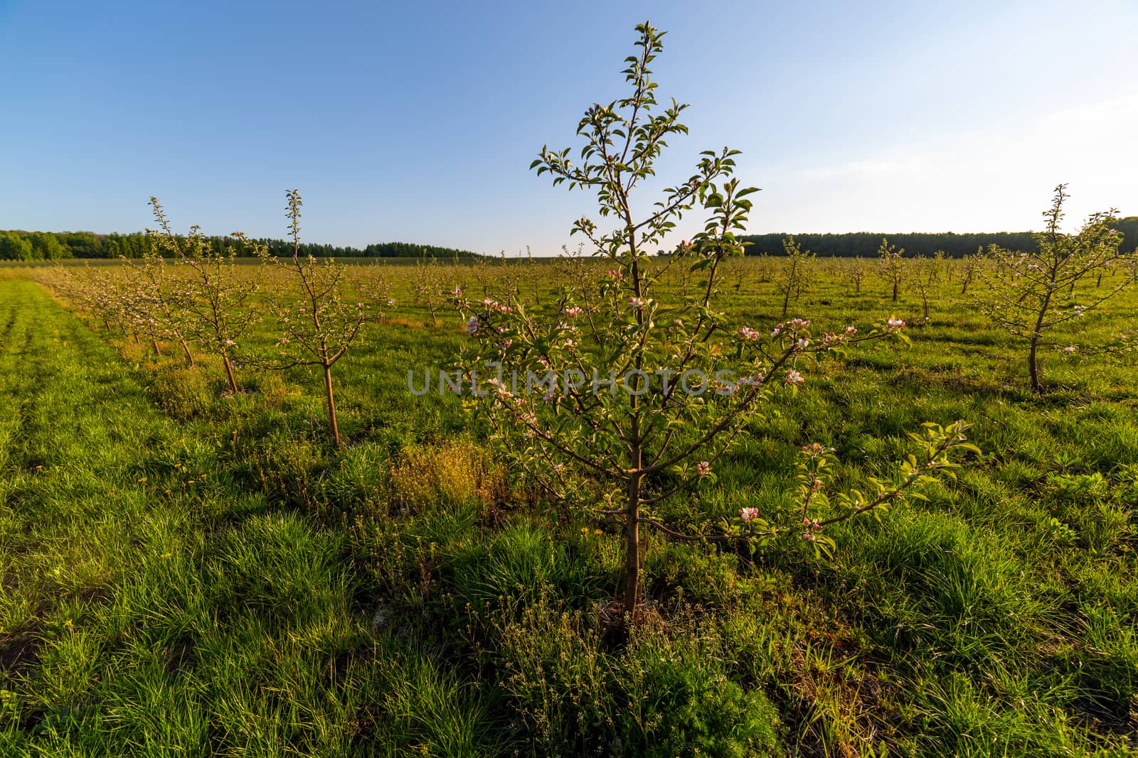 rows of large young apple garden wide angle daytime sunlight shot