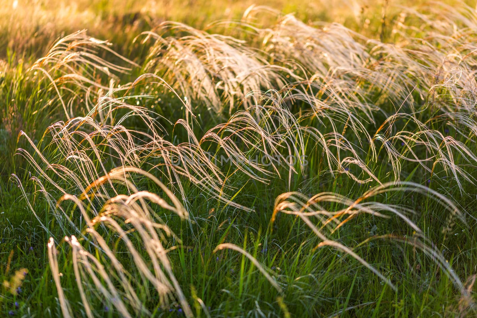 feather grass selective focus background with natural optical blur