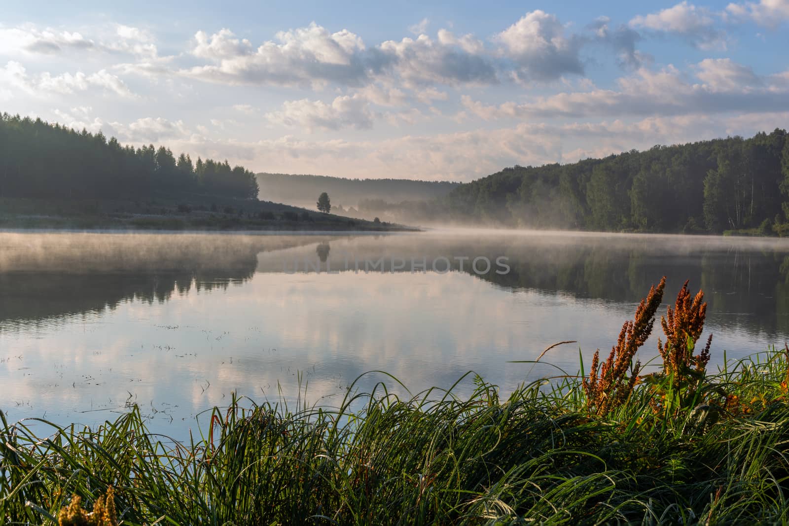 foggy lakeside at summer sunrise with tall grass in foreground