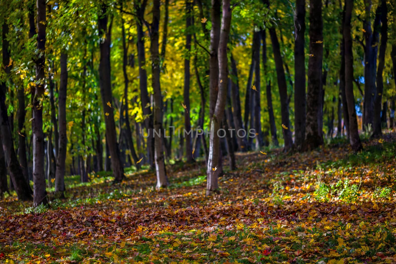 selective focus shot of autumn morning falling leaves in maple park or forest