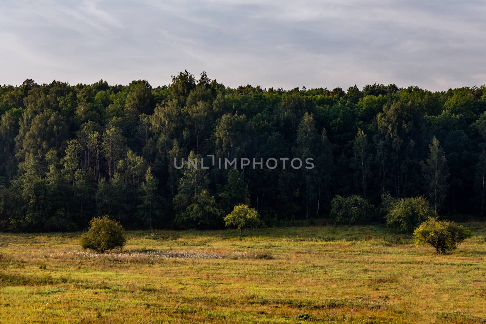 Flat edge of summer forest at cloudy daylight with couple of bushes
