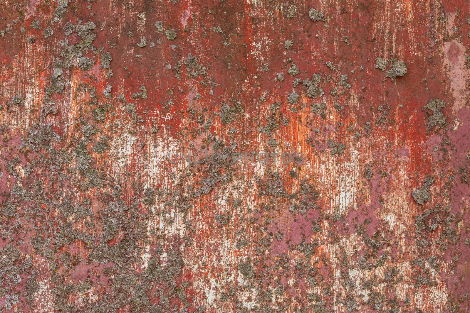 iron sheet with old red over white paint and lichen.