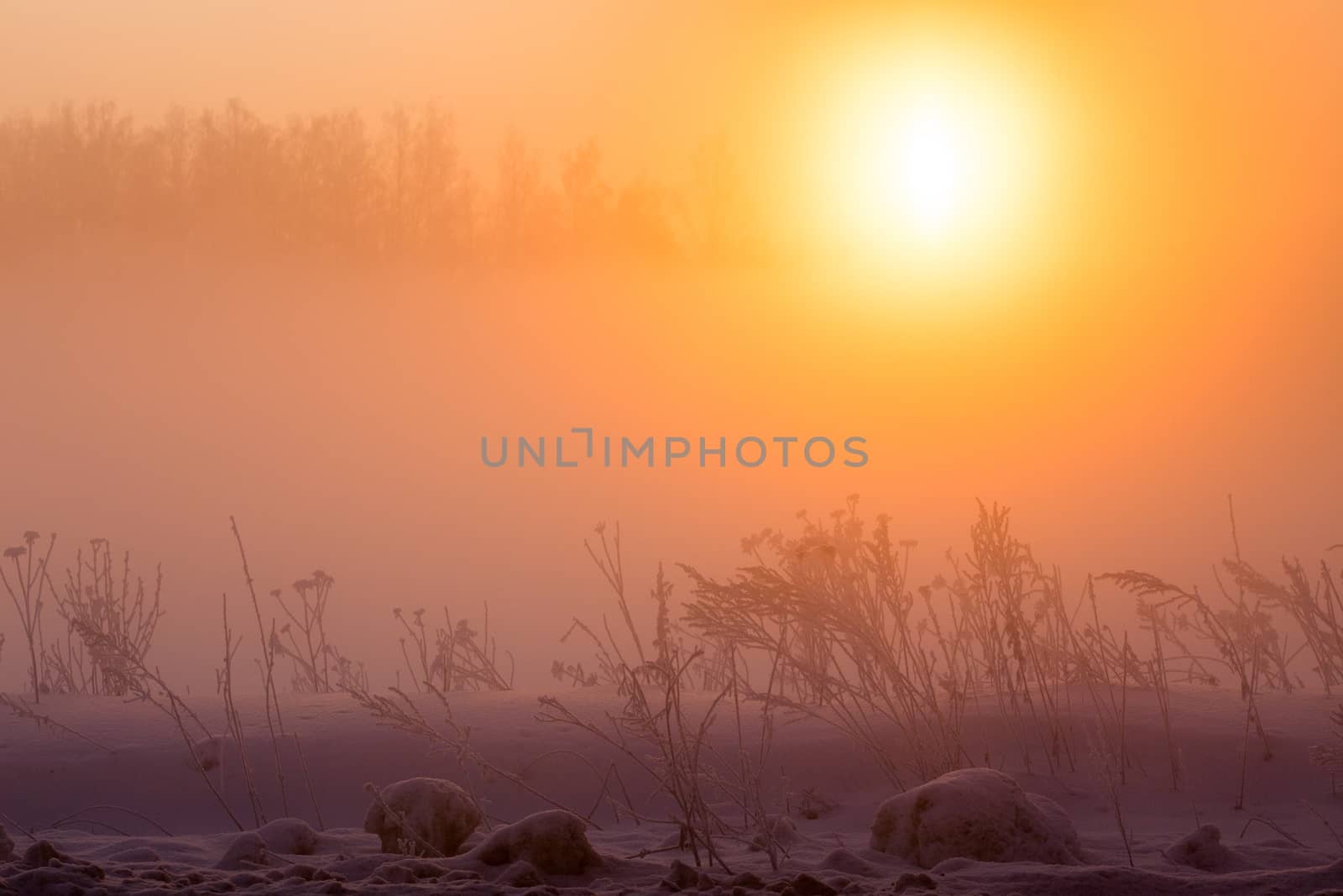 dreamy frozen vegetables at early morning in winter fog background