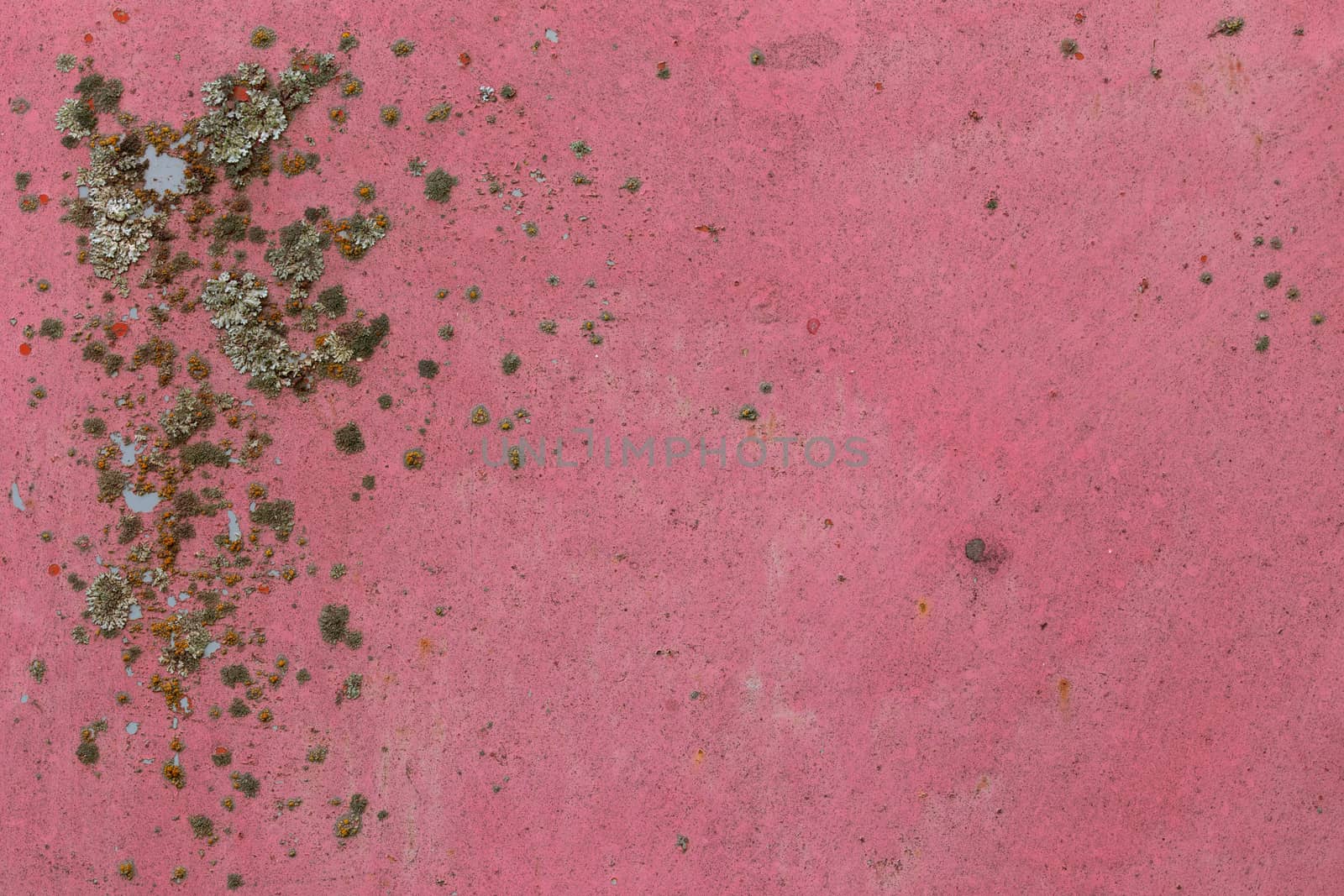 iron sheet with old pink paint and lichen.