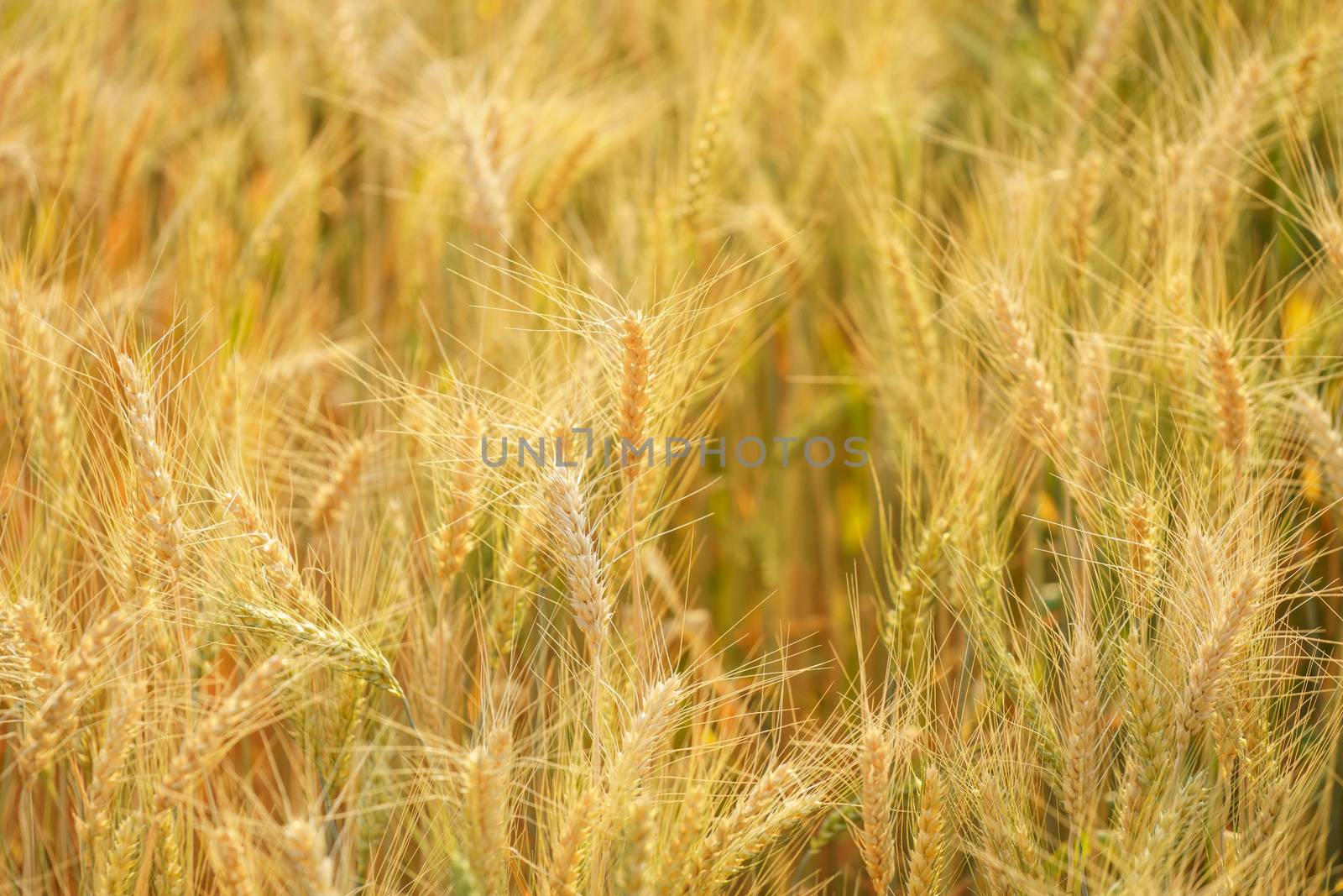 Gold grain ready for harvest in a farm field.