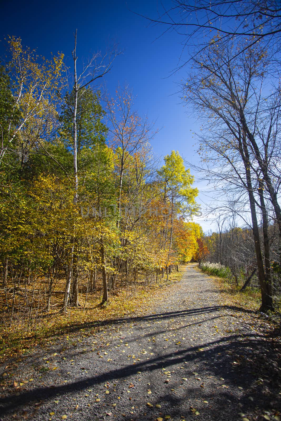 Gravel park path, surrounded by trees, with blue sky during the fall