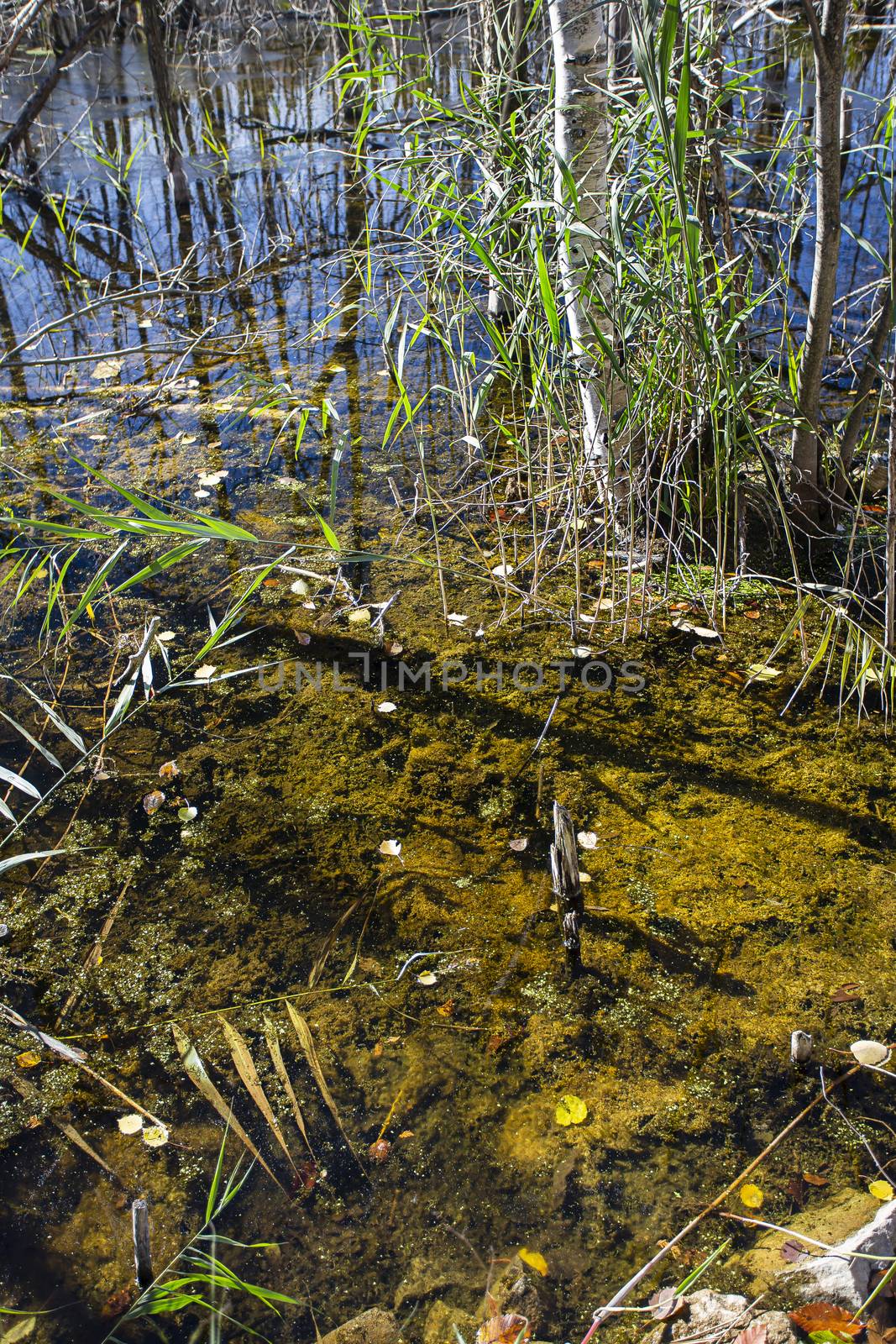 Close-up of swamp water during the fall
