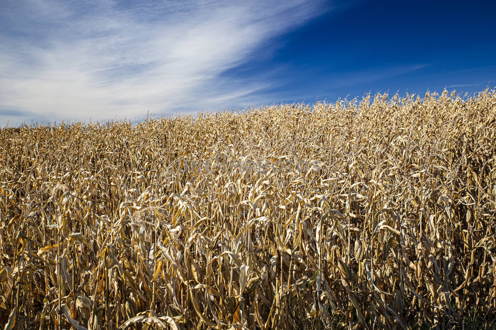 Dry corn field by mypstudio