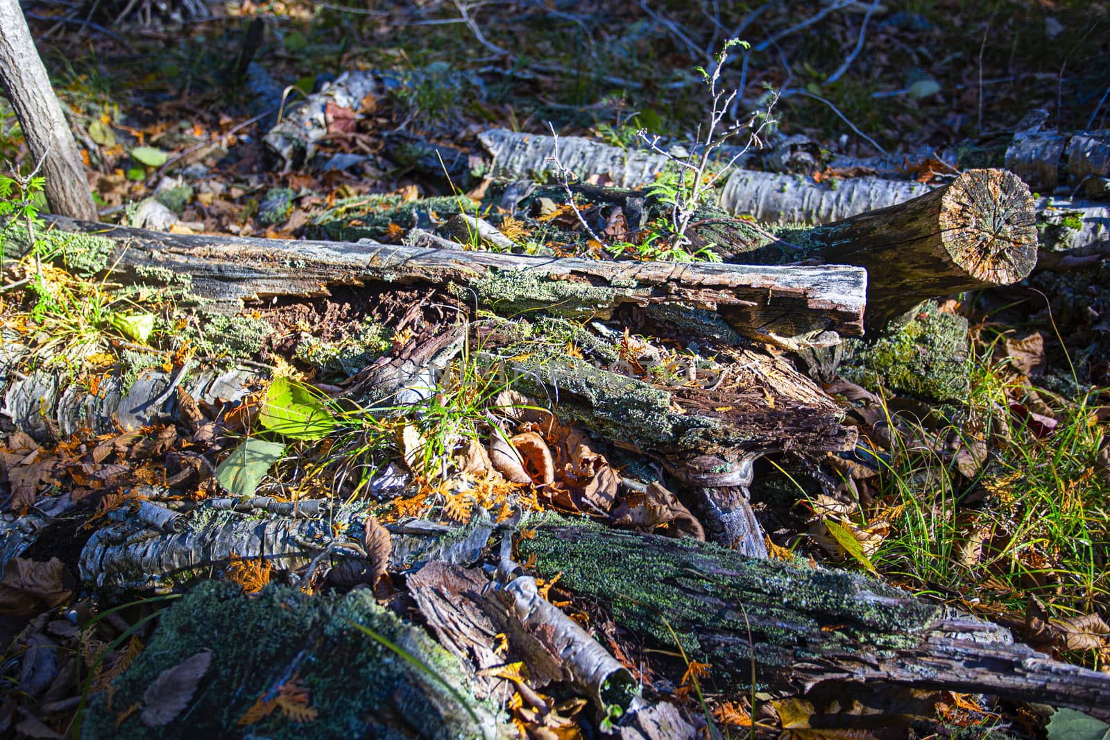 Broken tree trunk rotting away on the ground during the fall