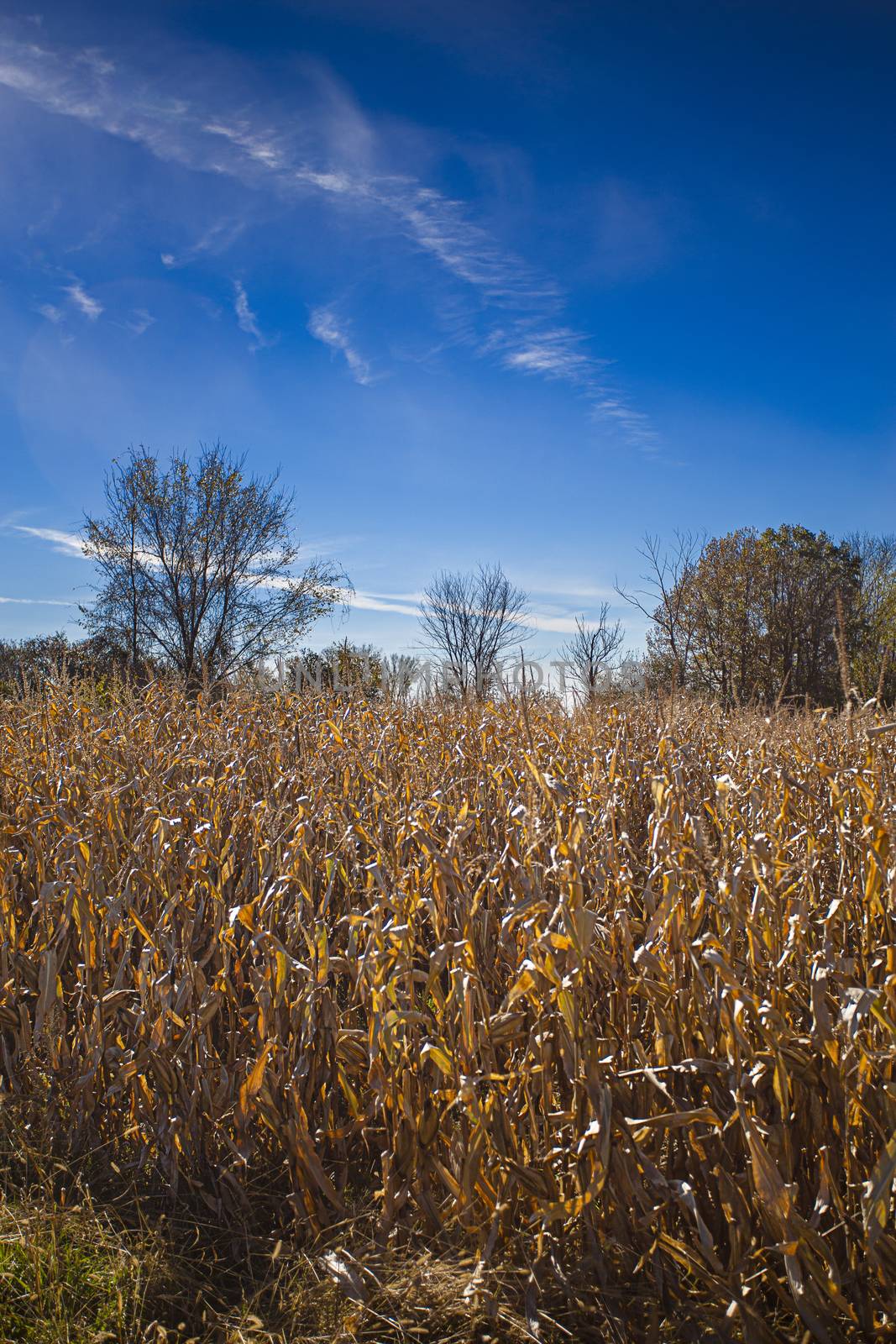 Field of dry corn, golden color, against a blue sky