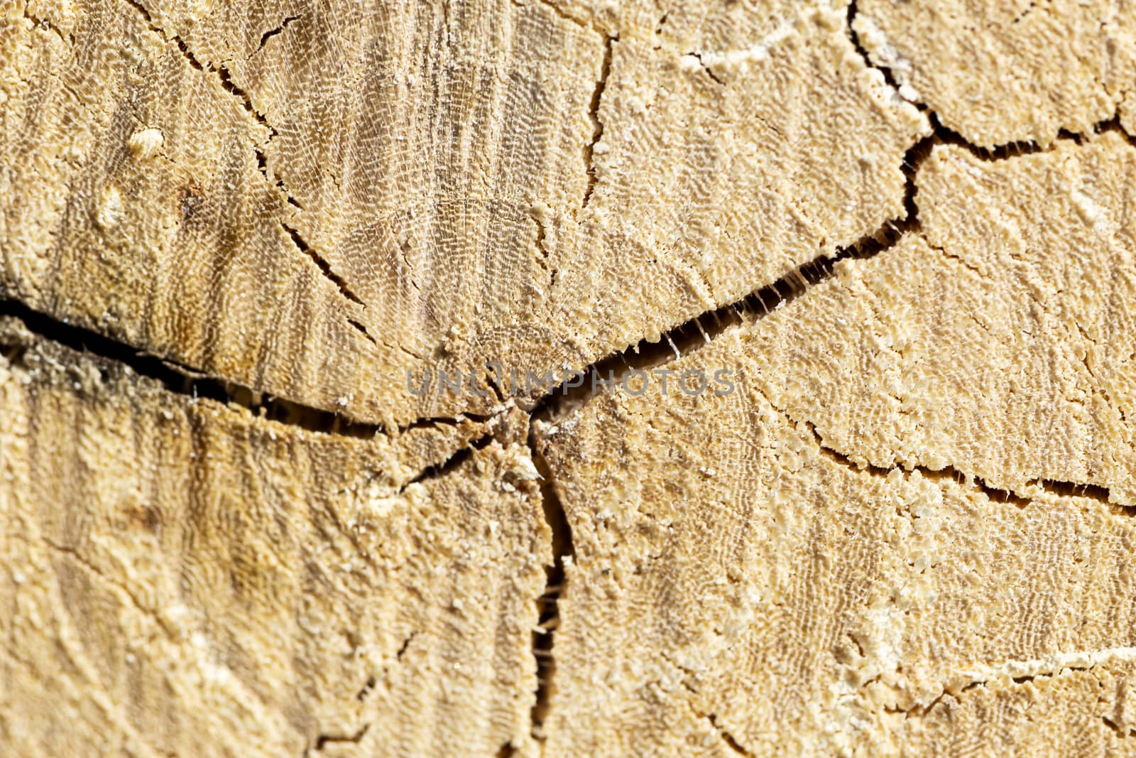 Texture of tree trunk showing the ageing circle with cracks
