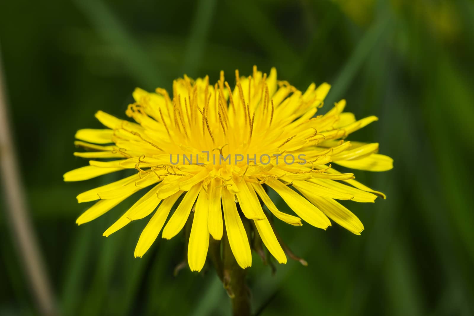 Macro shot of a single dandelion flower against a grass background
