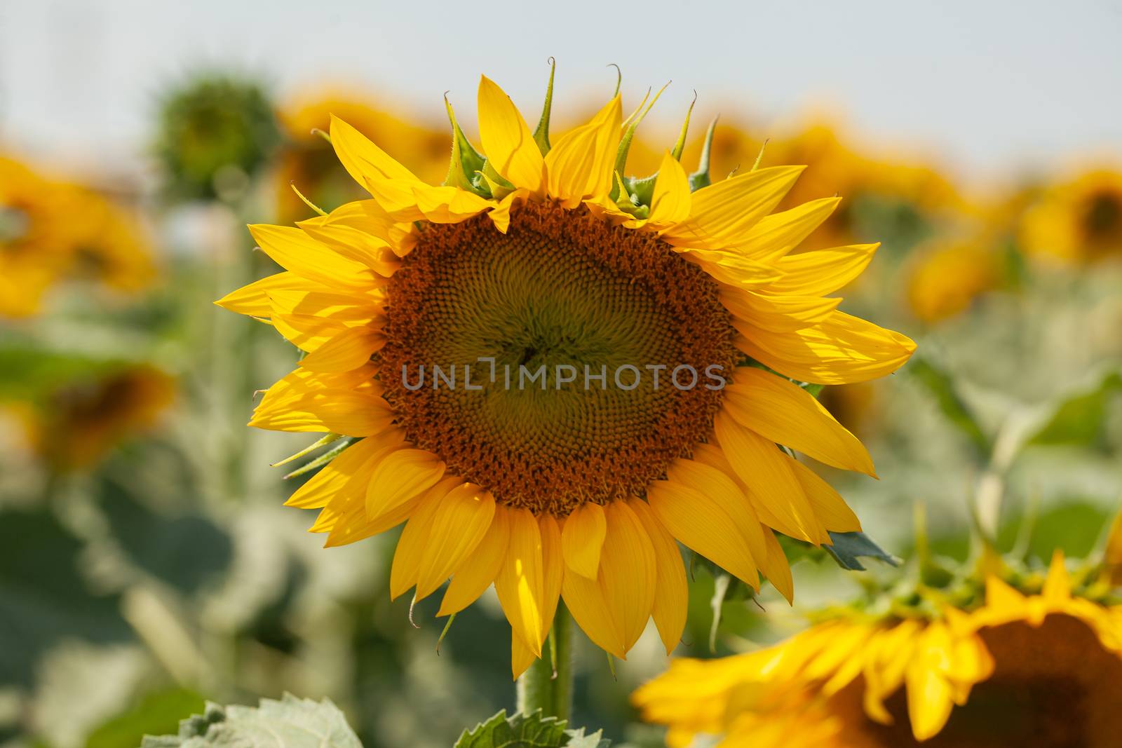 Sunflower field at summer by Angorius