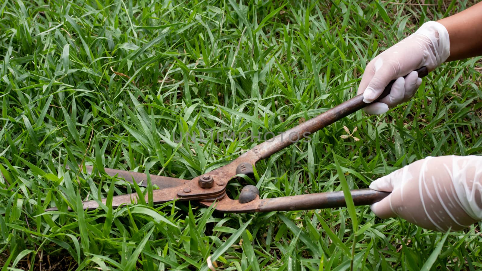 The image of a man holding a gardening scissors.