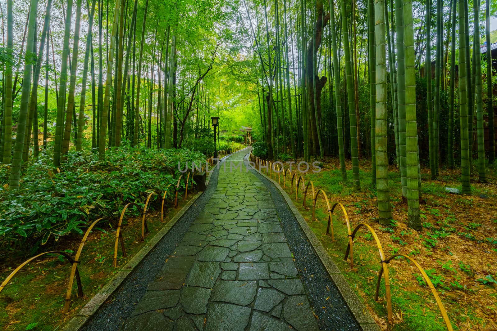 View of the small bamboo forest, in Shuzenji, Izu Peninsula, Japan