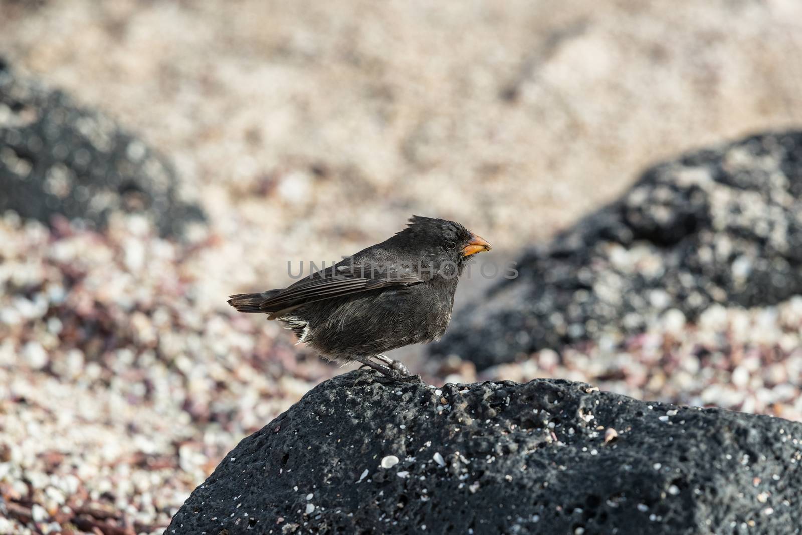 Galapagos Darwin Finches. Small Ground Finch seen on Galapagos Islands. Darwin Finches are the central animals Charles Darwins book On the Origin of Species describing evolution by natural selection by Maridav