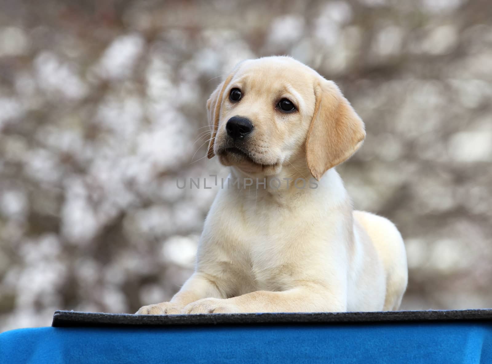 nice little labrador puppy on a blue background