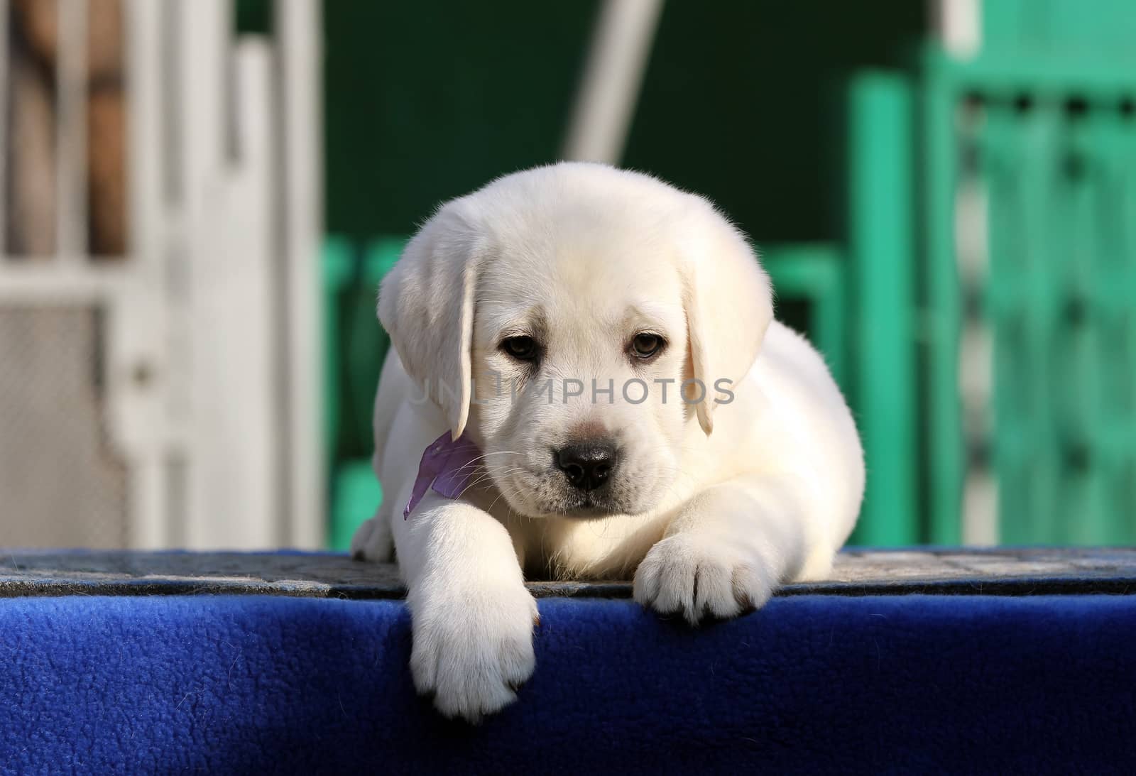 the little labrador puppy on a blue background